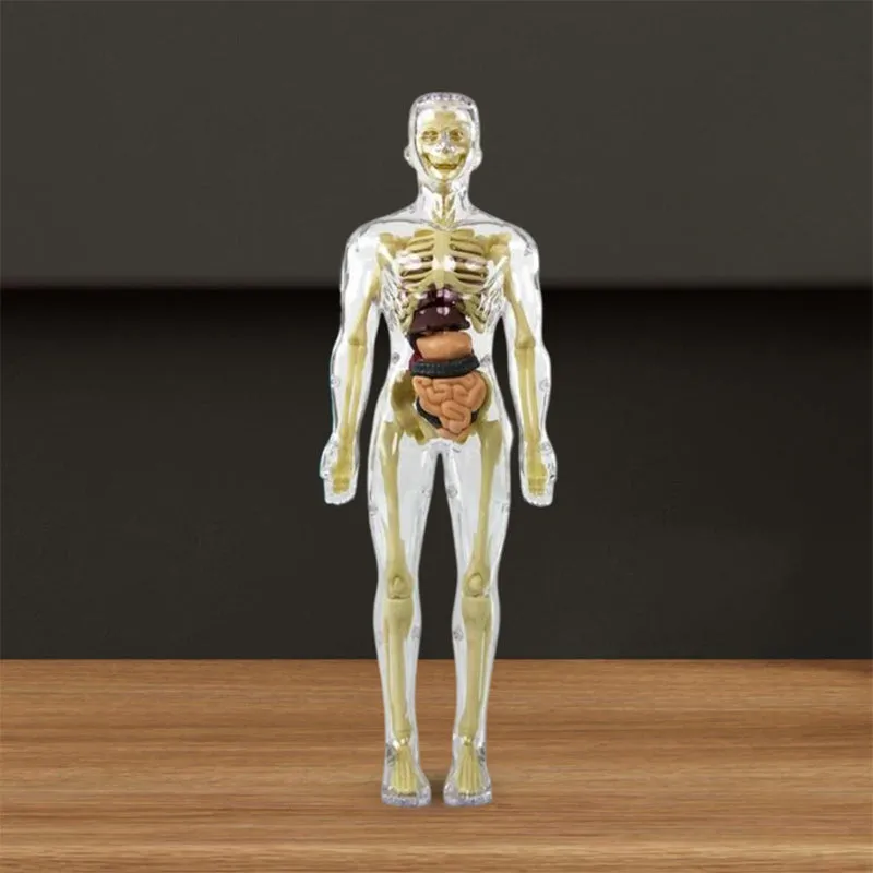 3d Human Body Torso Model for Kid Anatomy Model Skeleton