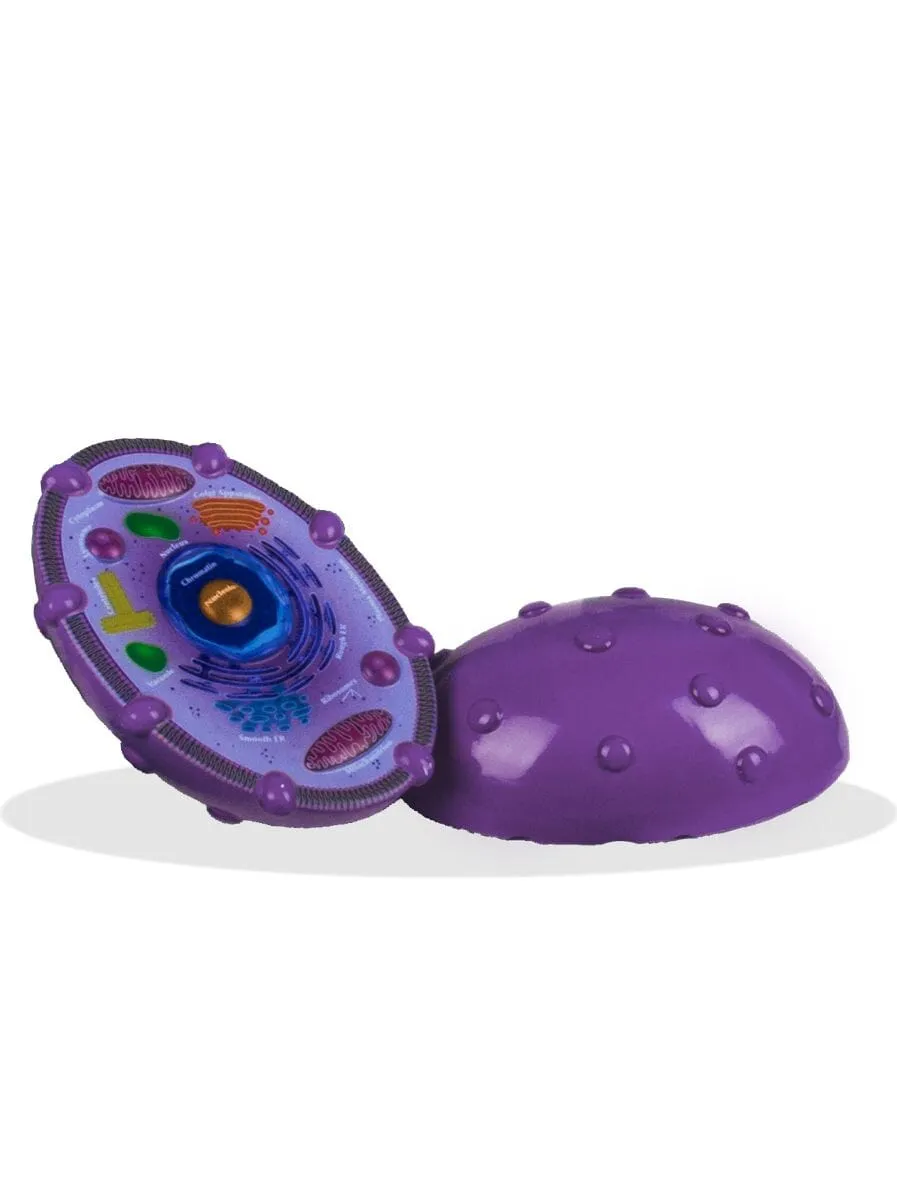 Animal Cell Model 