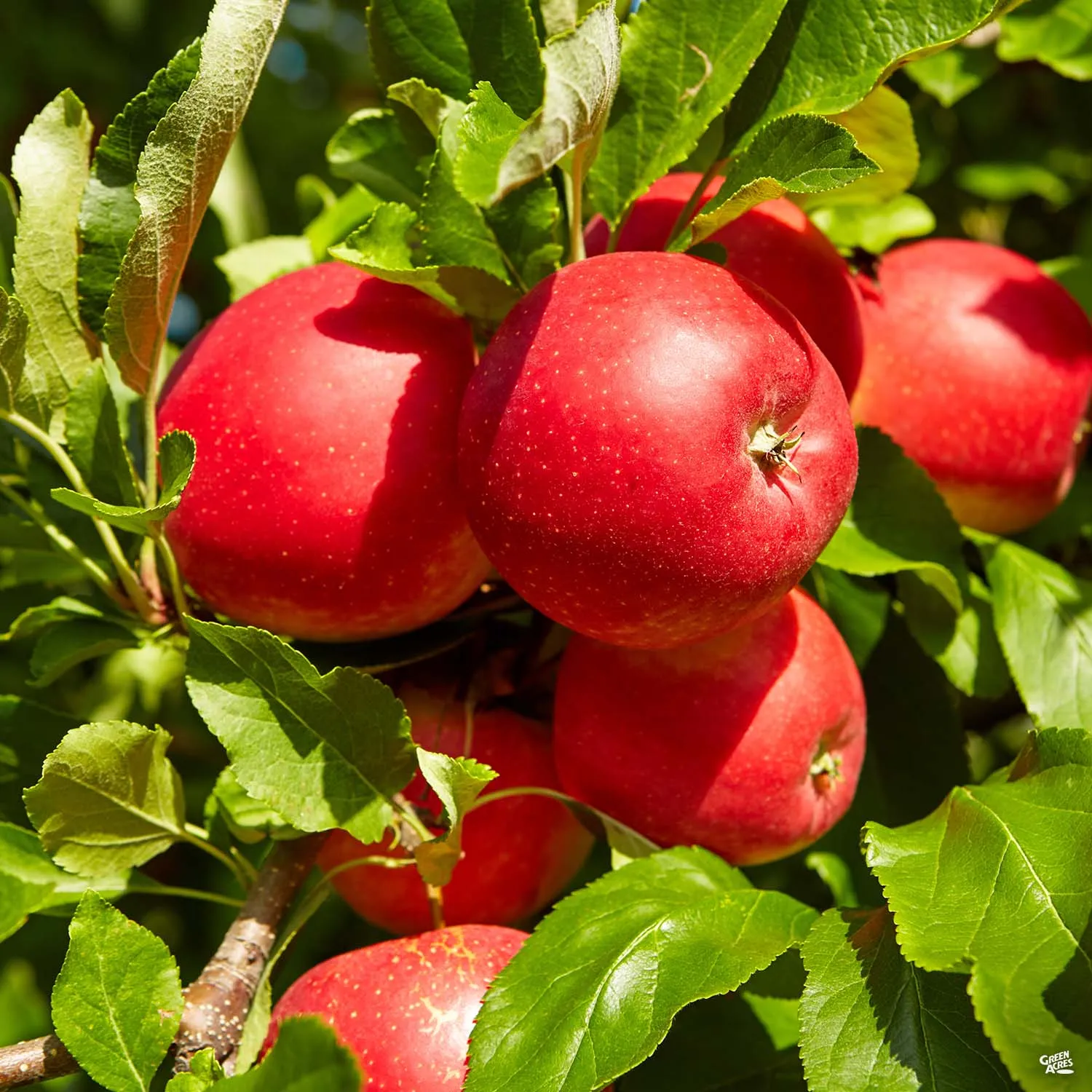 Apple 'Fuji' Bareroot