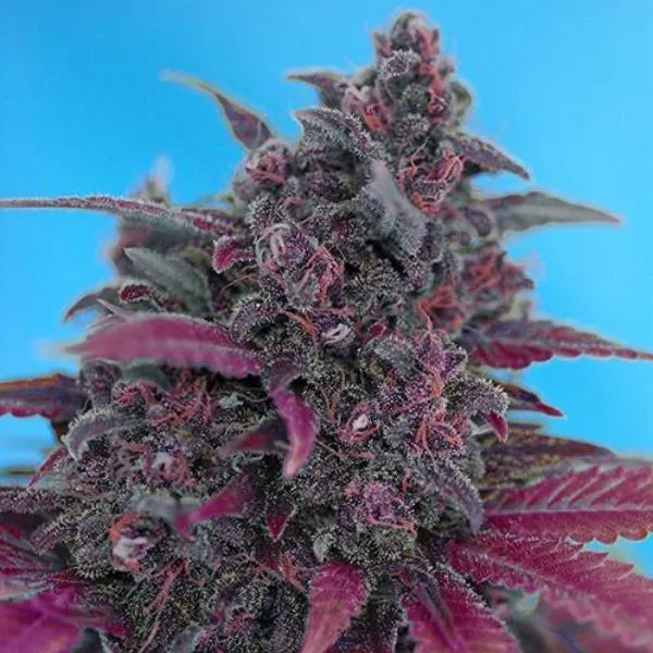 Sweet Seeds - Dark Devil Auto